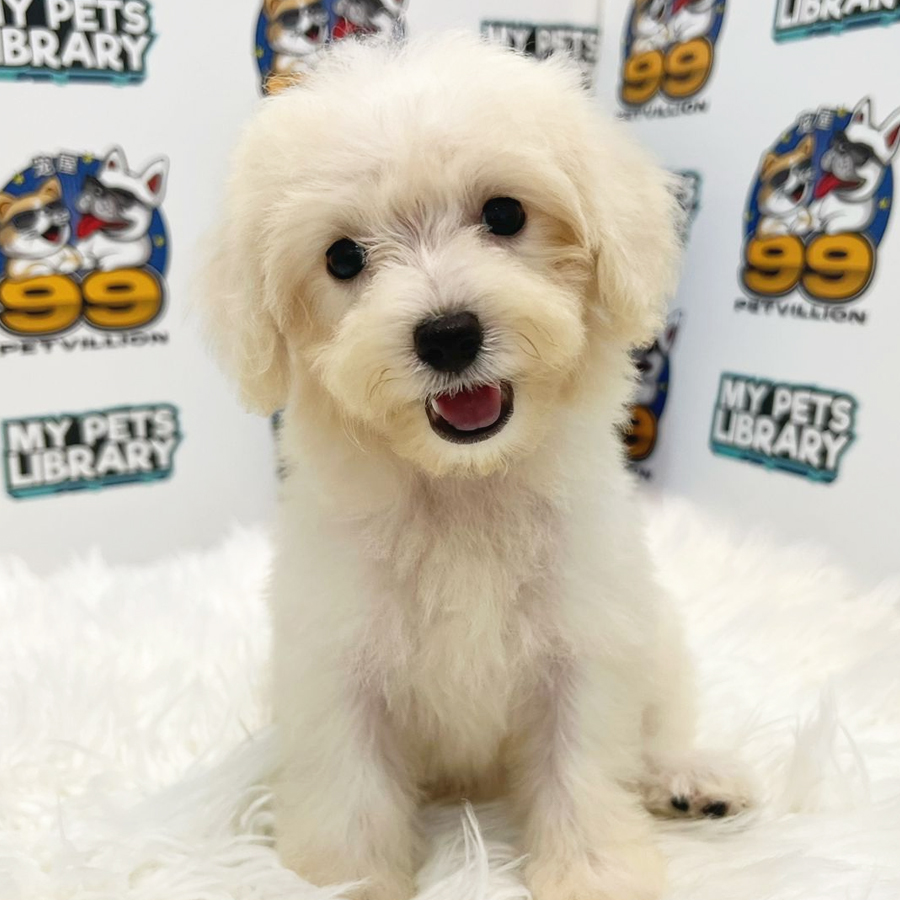 Maltipoo Puppy (Male) For Sale