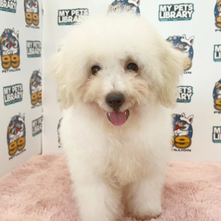 Toy Poodle Puppy (Male) For Sale