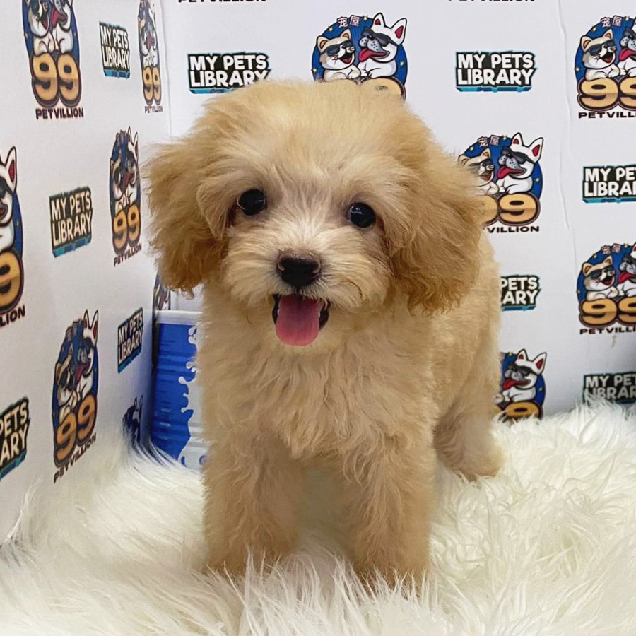 Toy Poodle Puppy (Female) For Sale