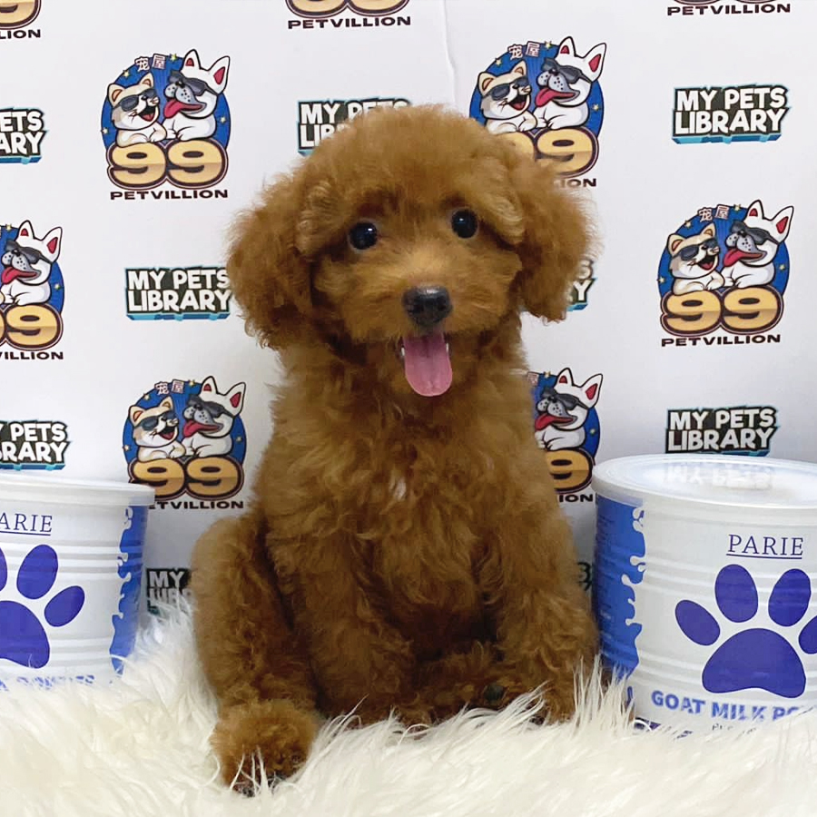 Toy Poodle Puppy (Female) For Sale