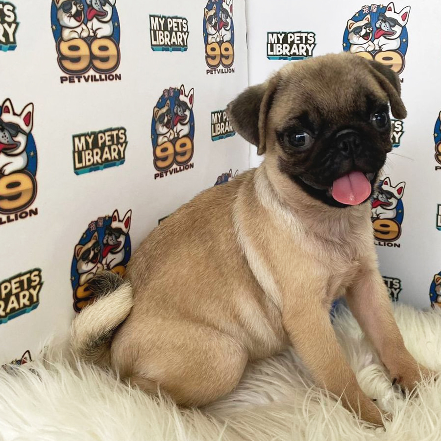 Pug Puppy (Female) For Sale