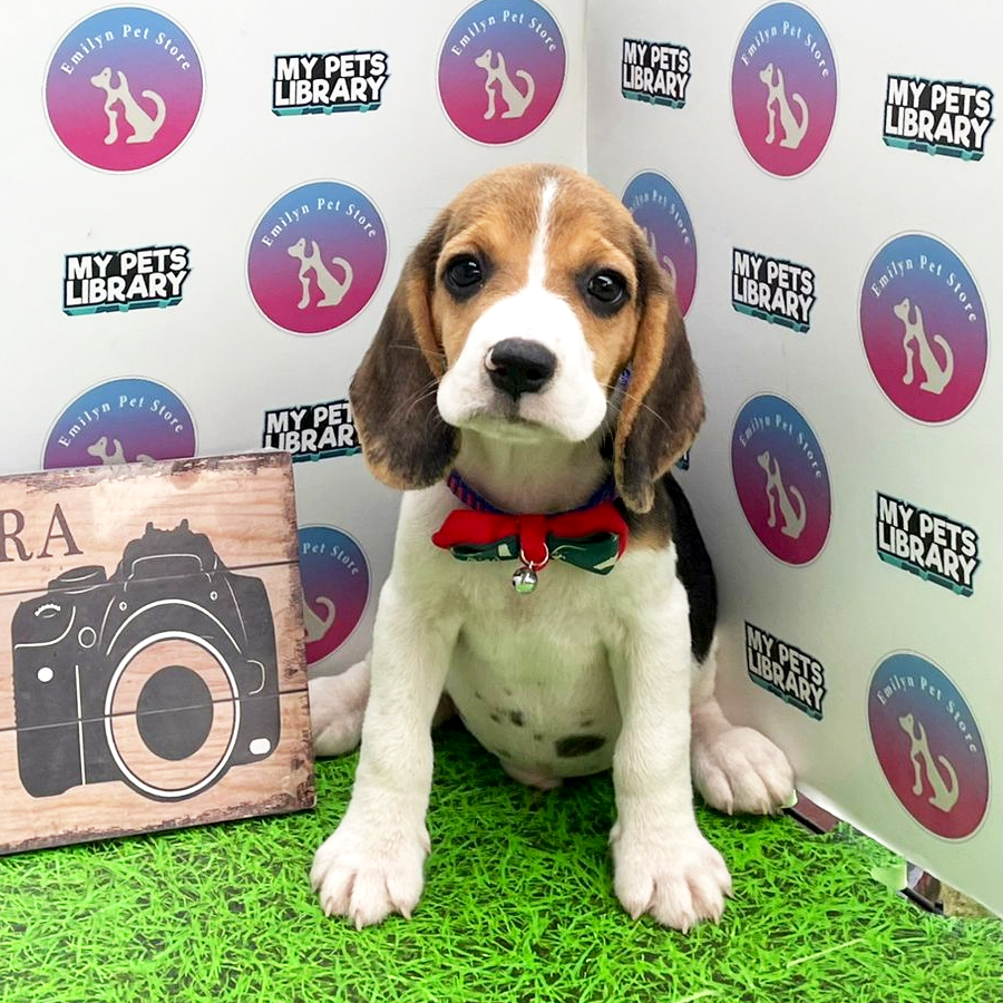 Beagle Puppy (Male) For Sale