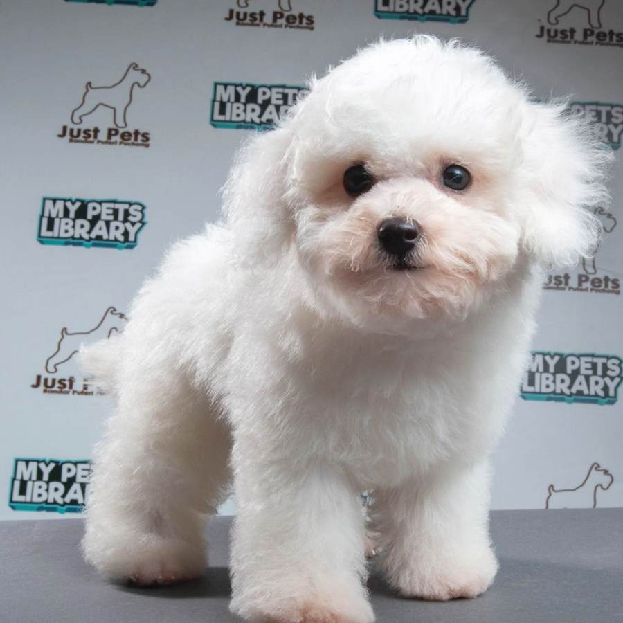 Bichon Frise Puppy (Male) For Sale