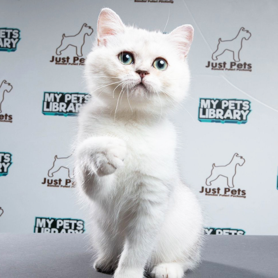 British Shorthair Kitten (Female) For Sale