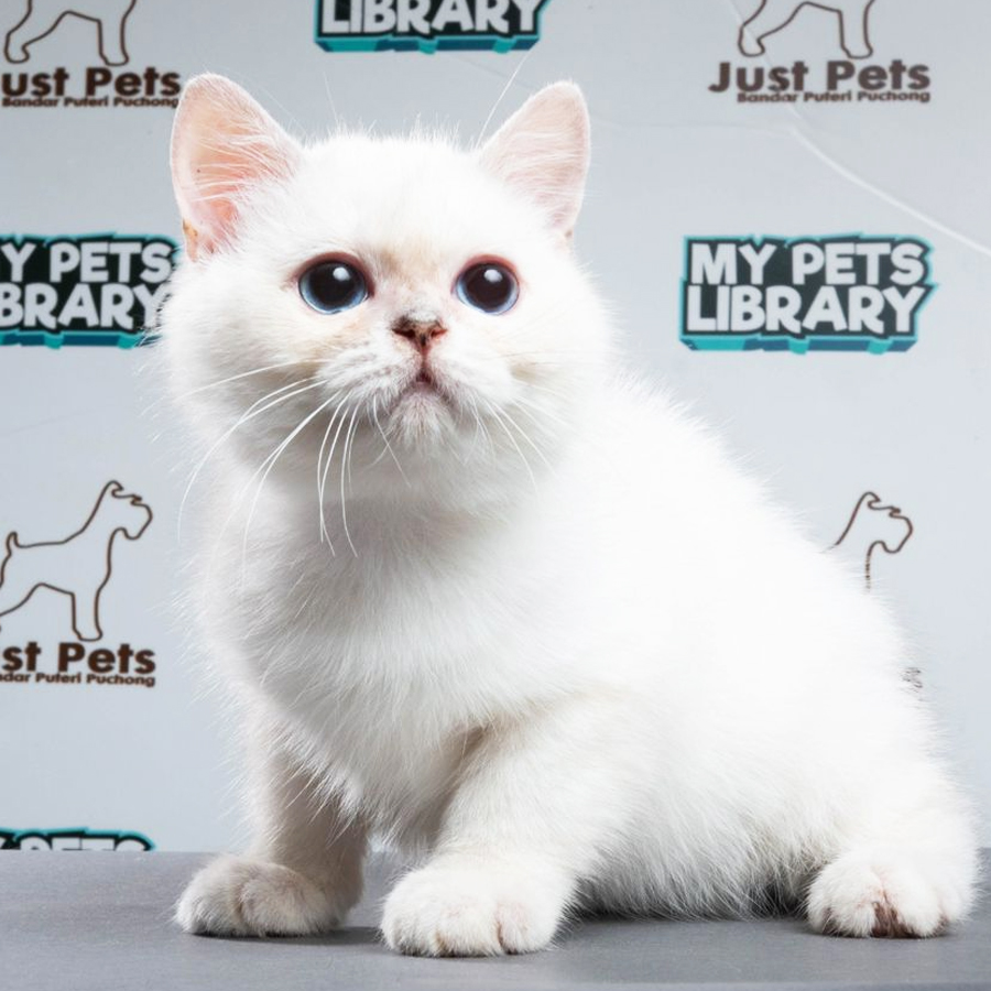 British Shorthair Kitten (Male) For Sale