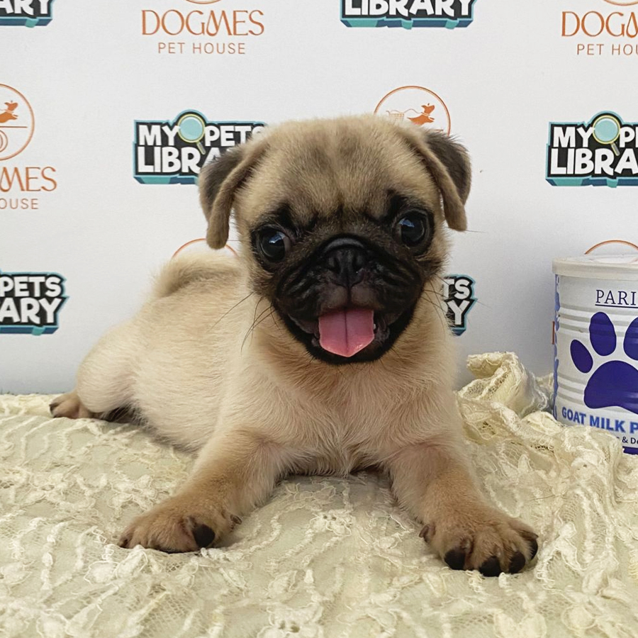 Pug Puppy (Male) For Sale