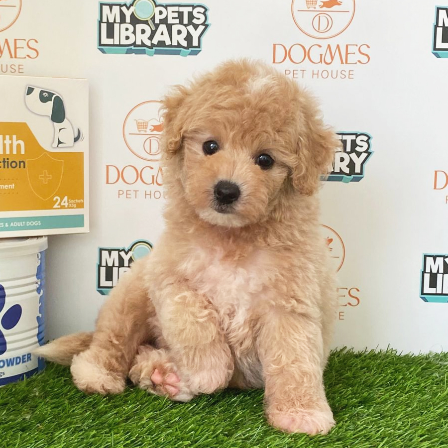 Toy Poodle Puppy (Male) For Sale