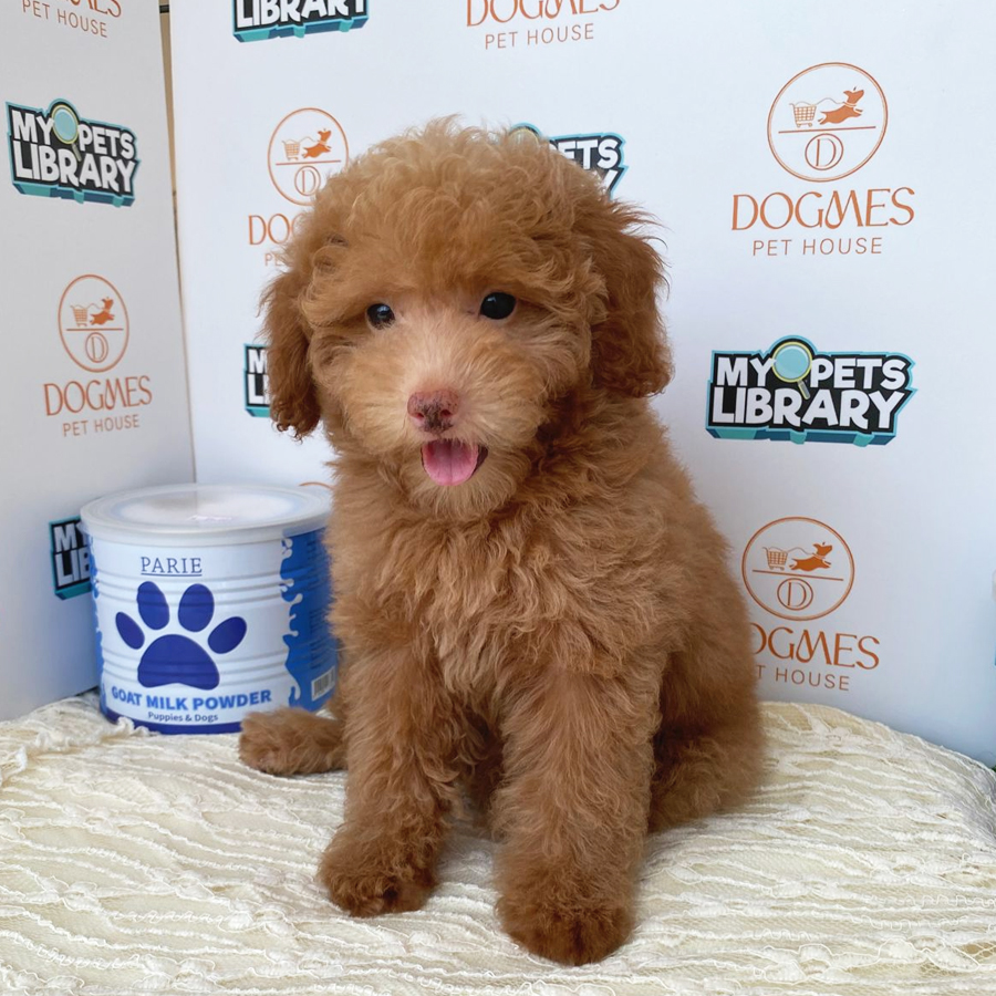 Toy Poodle Puppy (Male) For Sale