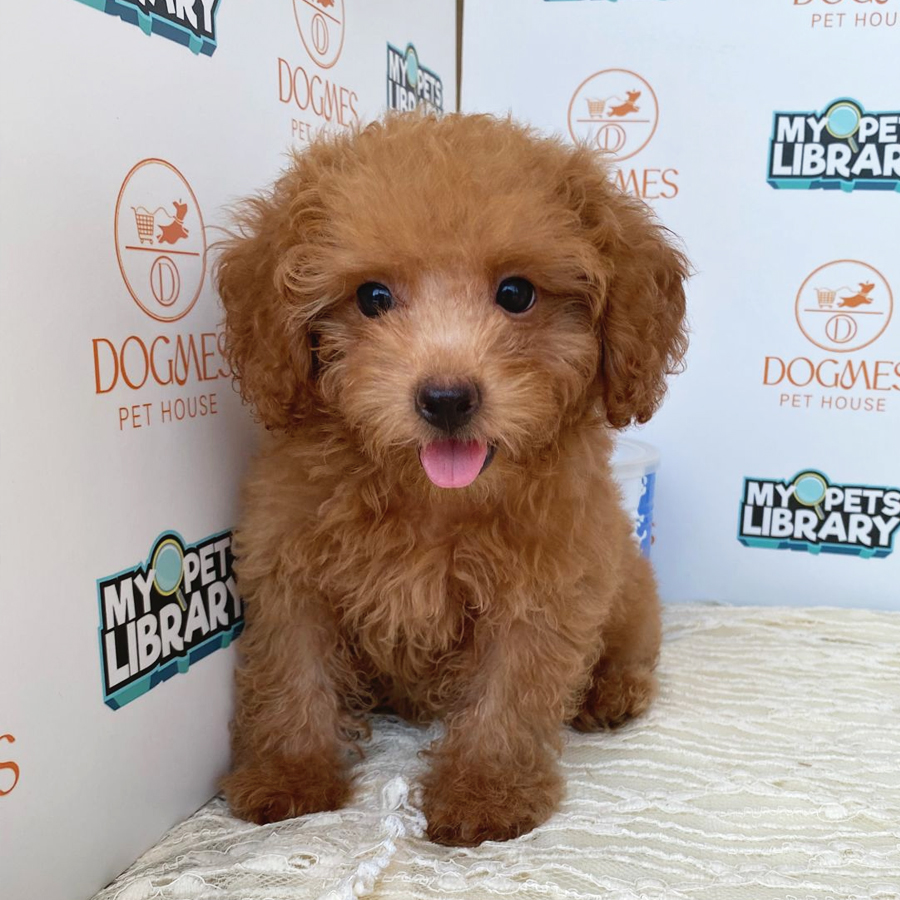 Toy Poodle Puppy (Male) For Sale