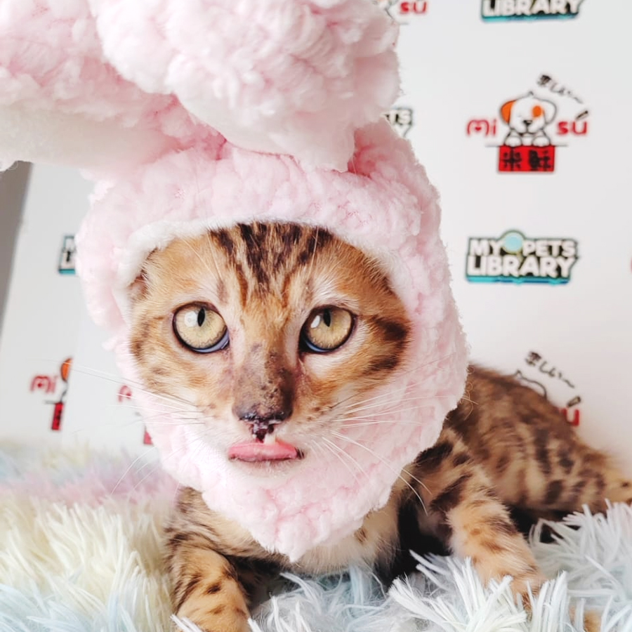 Bengal Kitten (Female) For Sale