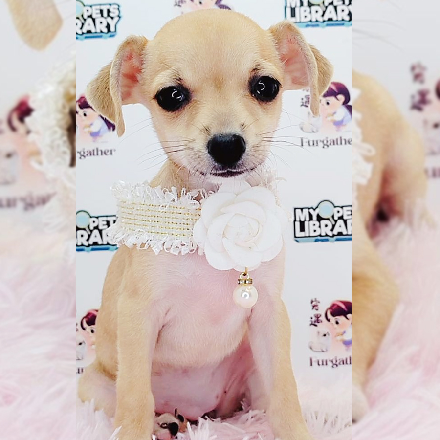 Shortcoat Chihuahua Puppy (Female) For Sale