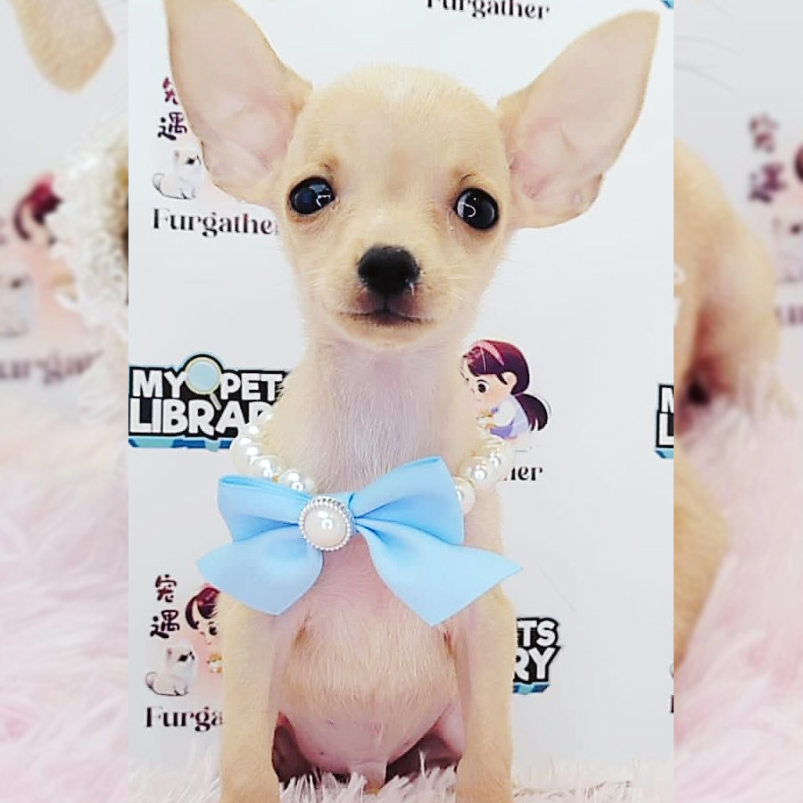 Shortcoat Chihuahua Puppy (Male) For Sale