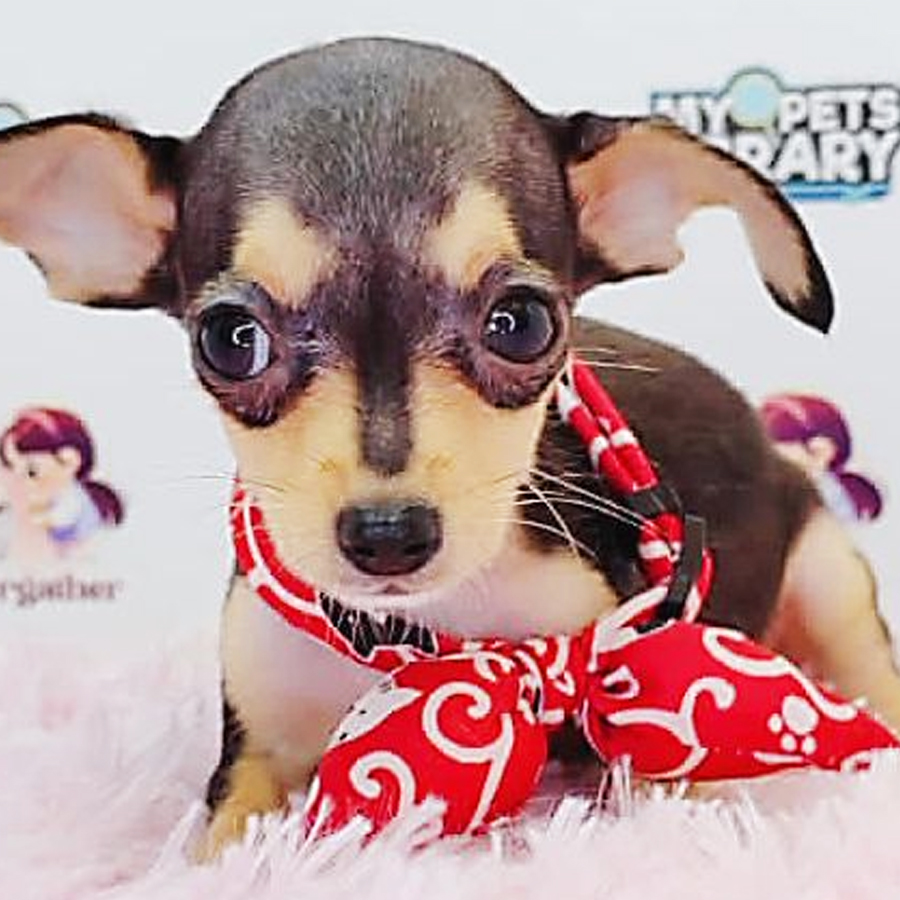 Shortcoat Chihuahua Puppy (Female) For Sale