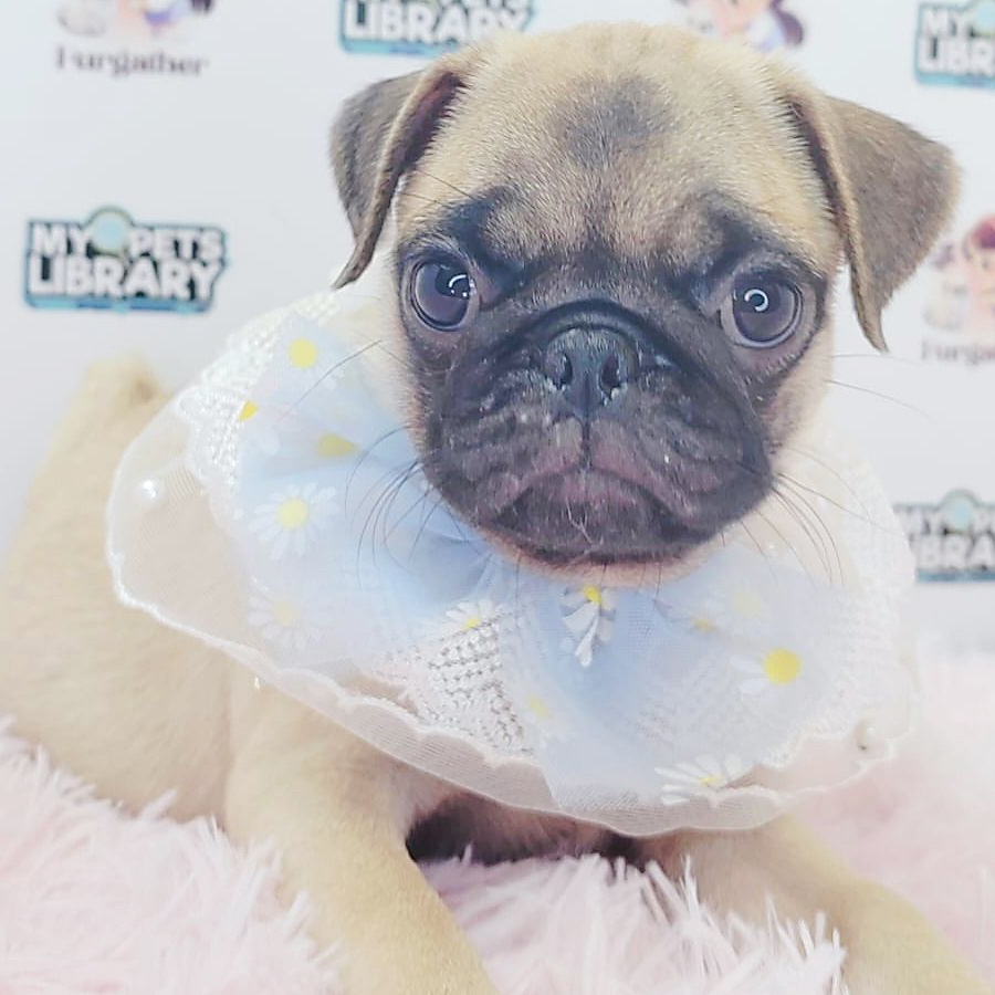 Pug Puppy (Male) For Sale