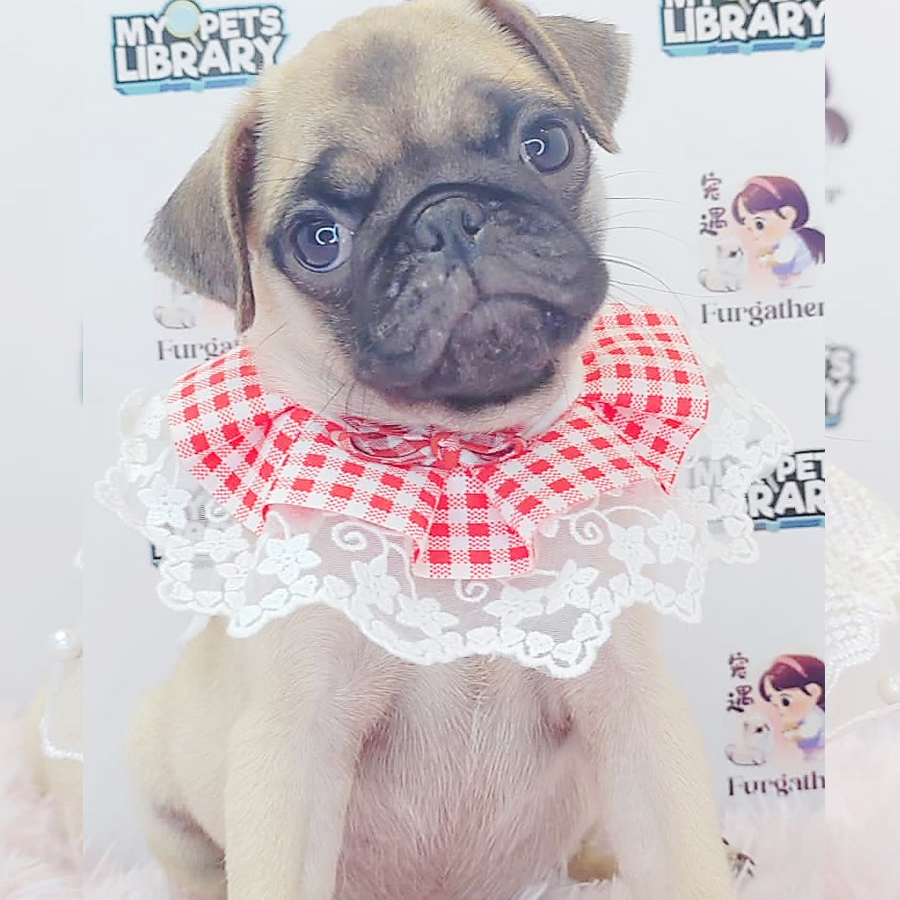 Pug Puppy (Male) For Sale
