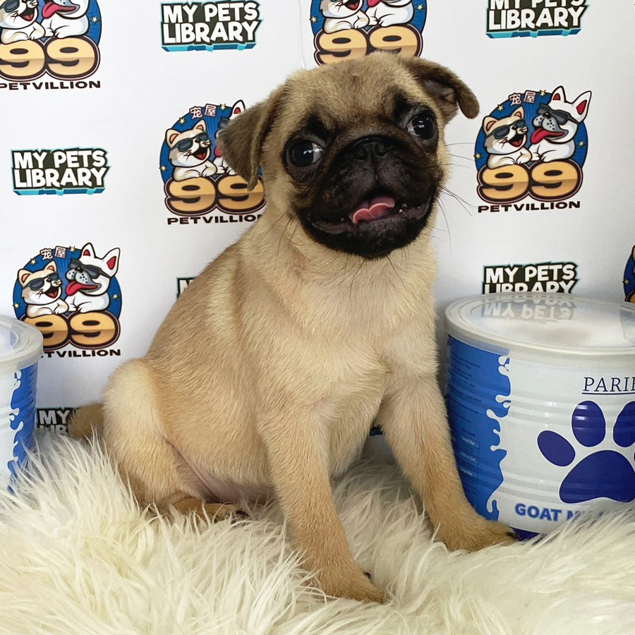 Pug Puppy (Female) For Sale
