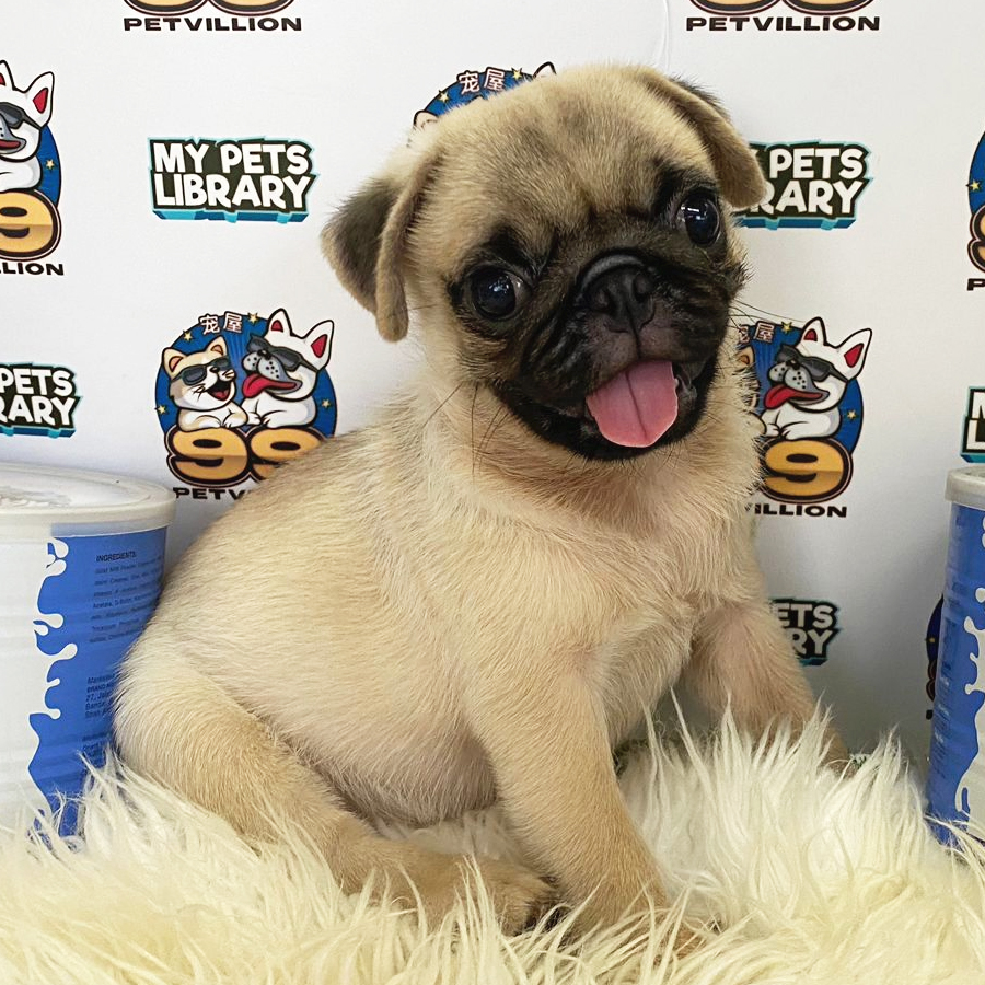 Pug Puppy (Male) For Sale