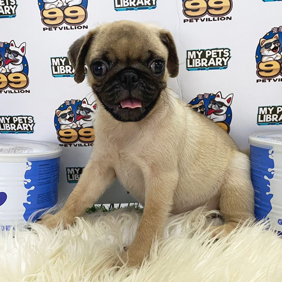 Pug Puppy (Male) For Sale