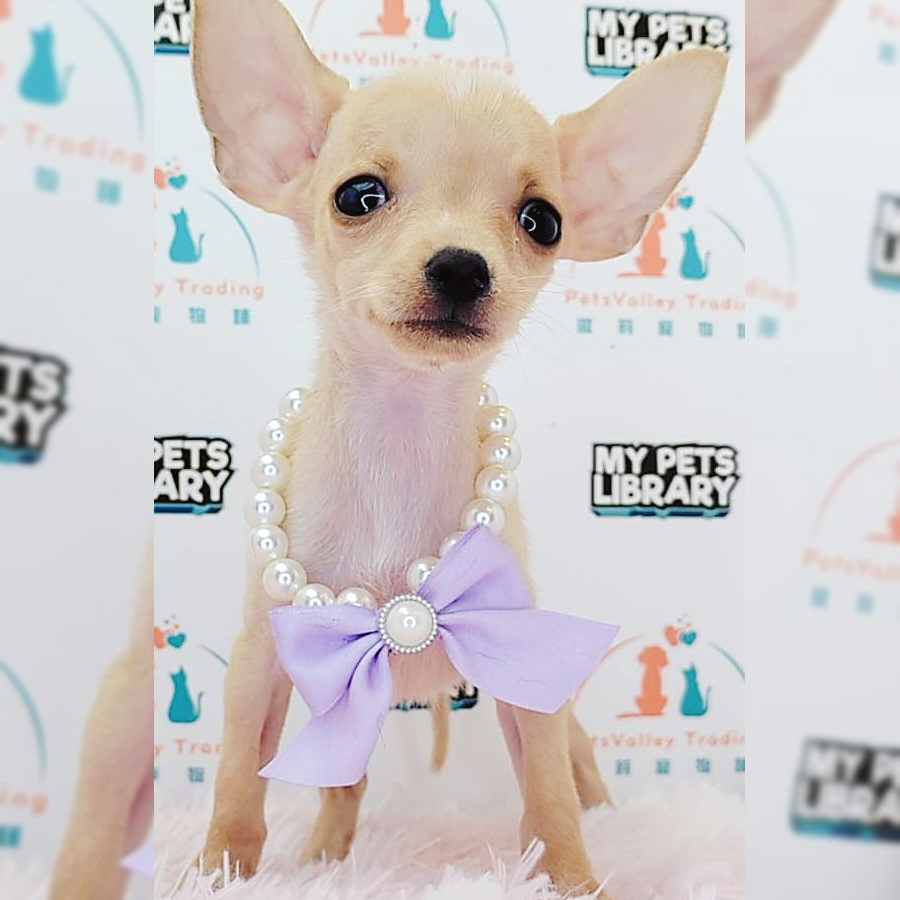 Shortcoat Chihuahua Puppy (Male) For Sale