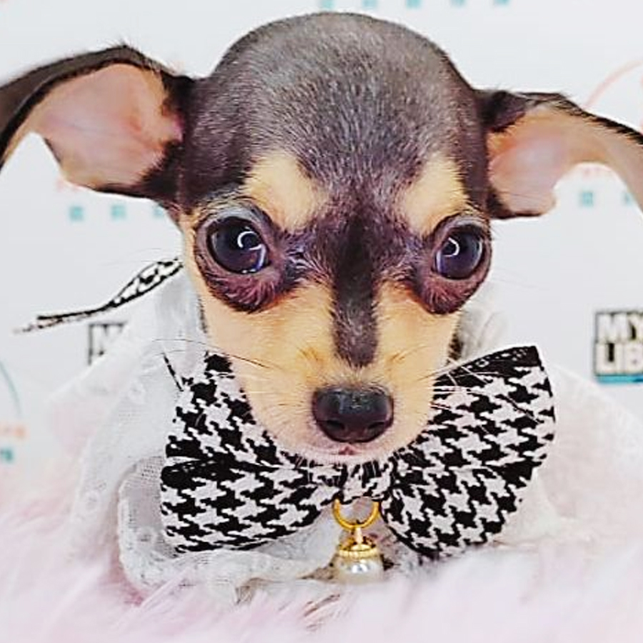 Shortcoat Chihuahua Puppy (Female) For Sale