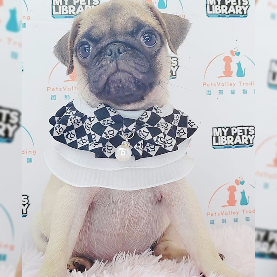 Pug Puppy (Female) For Sale