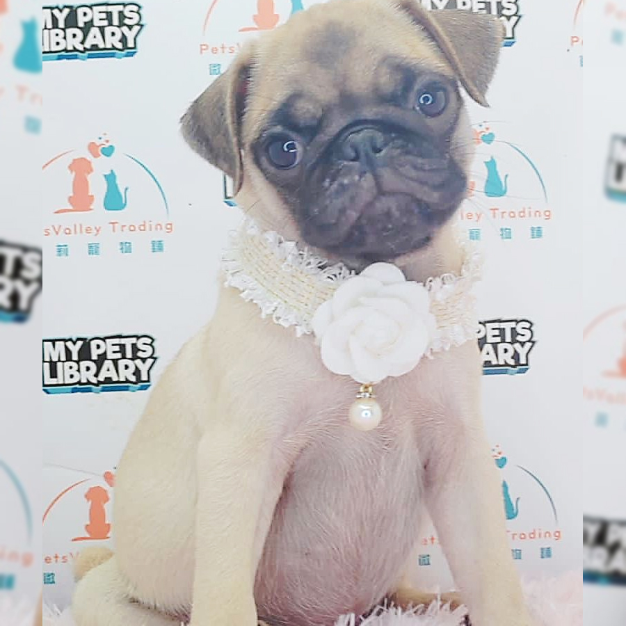 Pug Puppy (Female) For Sale