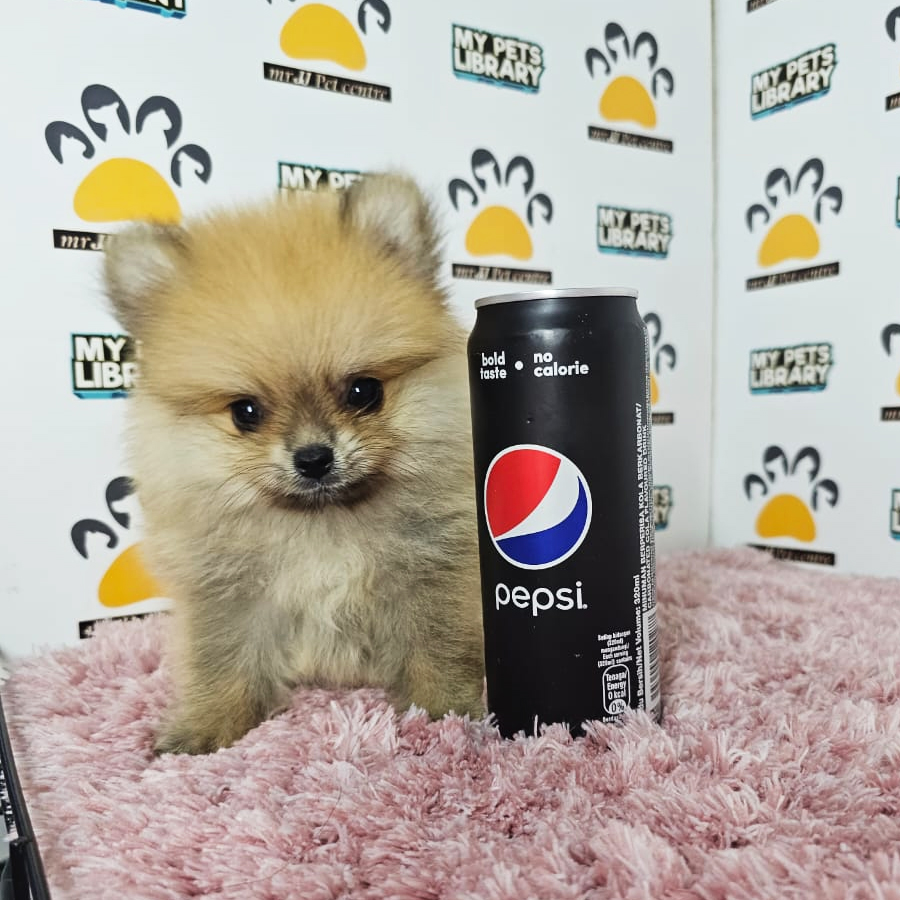 Teacup Pomeranian Puppy (Female) For Sale