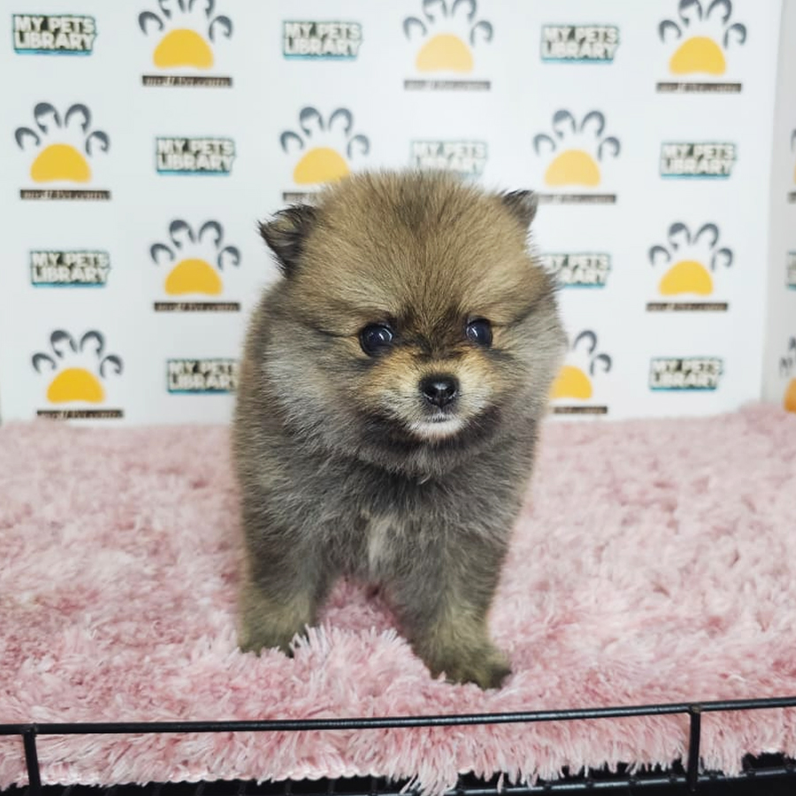 Teacup Pomeranian Puppy (Female) For Sale