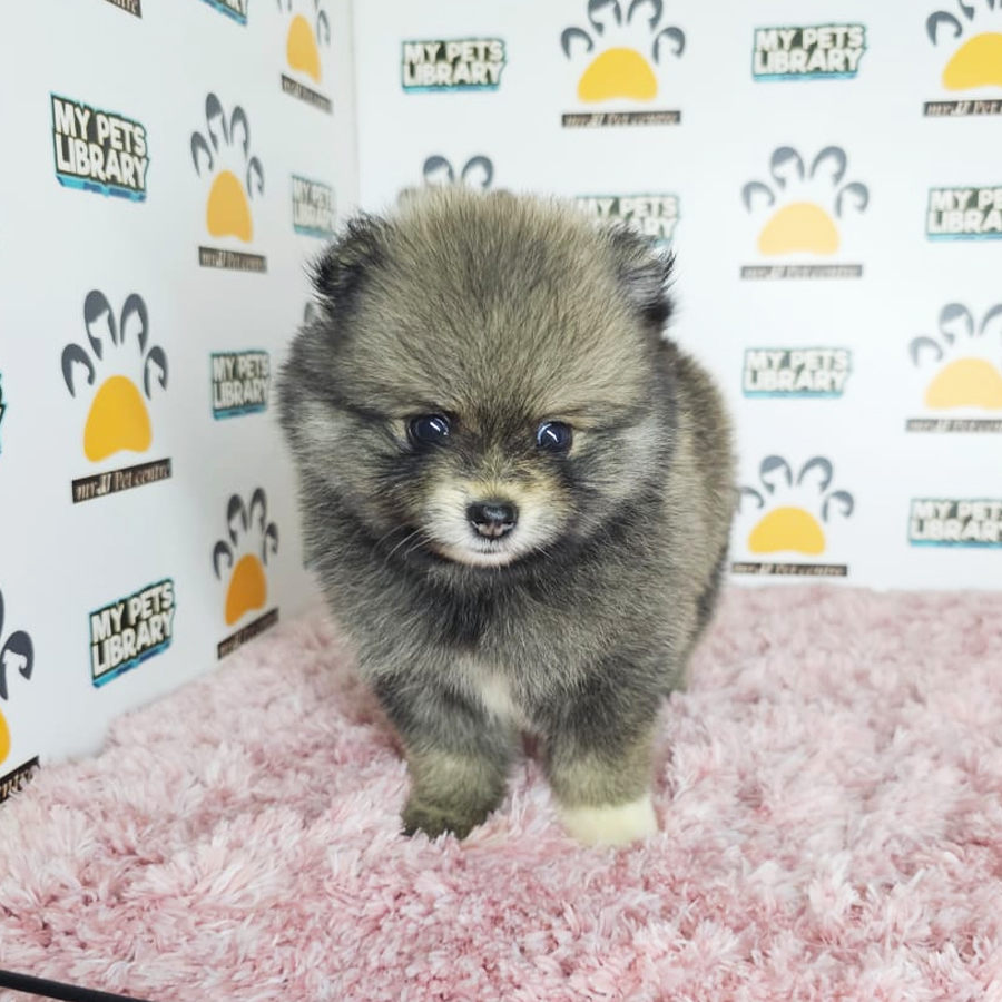 Teacup Pomeranian Puppy (Female) For Sale
