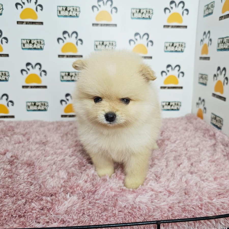 Teacup Pomeranian Puppy (Female) For Sale