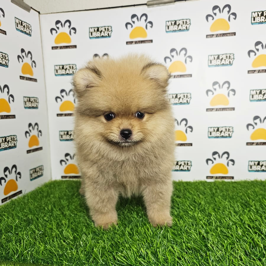 Tiny Pomeranian Puppy (Male) For Sale