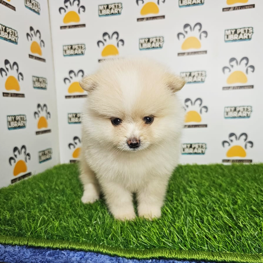 Tiny Pomeranian Puppy (Male) For Sale