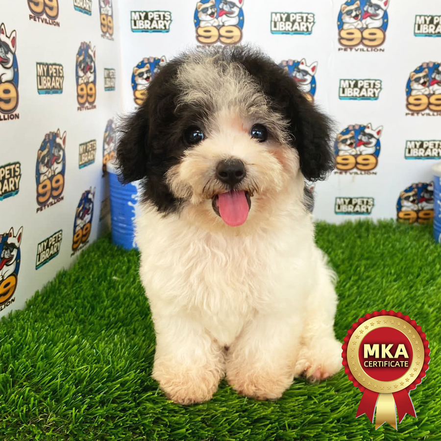 MKA Toy Poodle Puppy (Female) For Sale