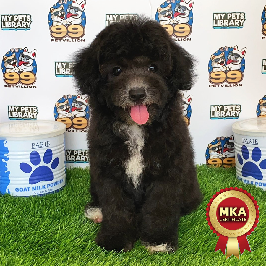 MKA Toy Poodle Puppy (Female) For Sale