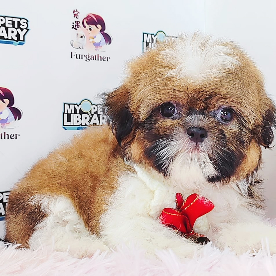 Shih Tzu Puppy (Male) For Sale