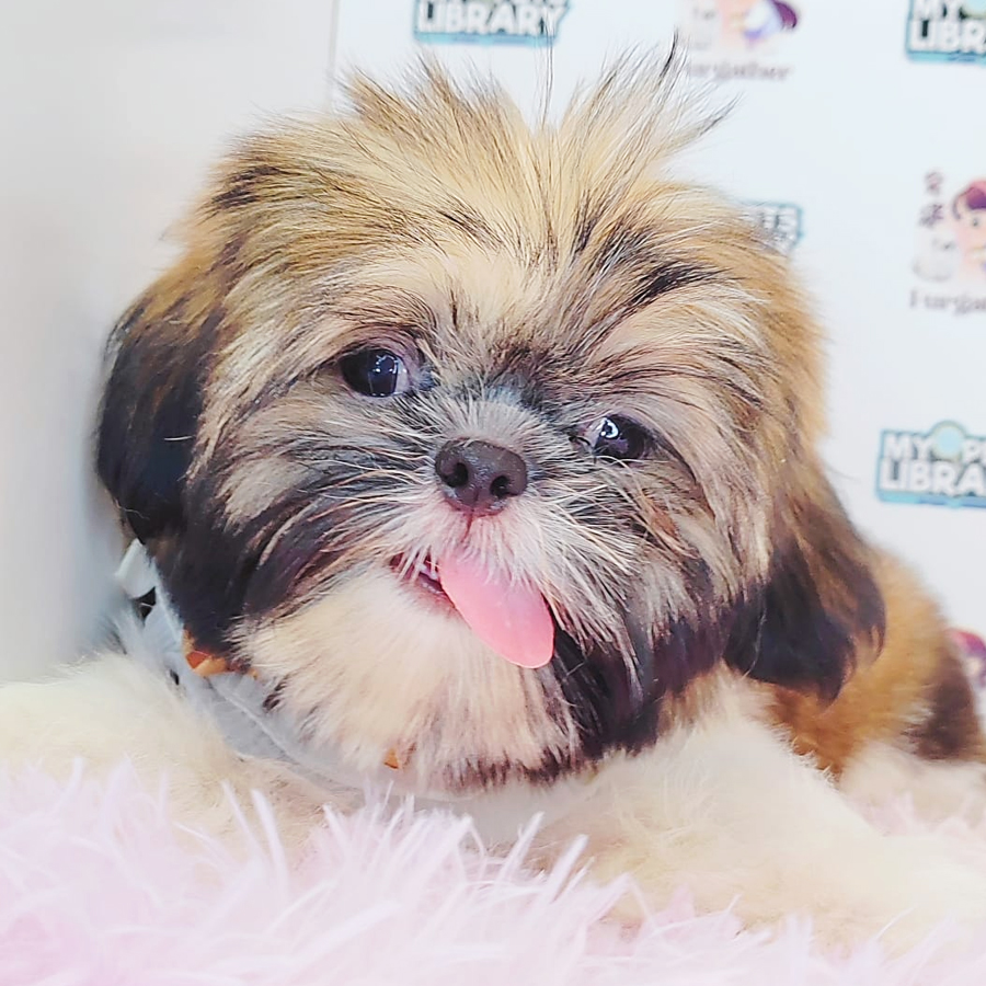 Shih Tzu Puppy (Male) For Sale