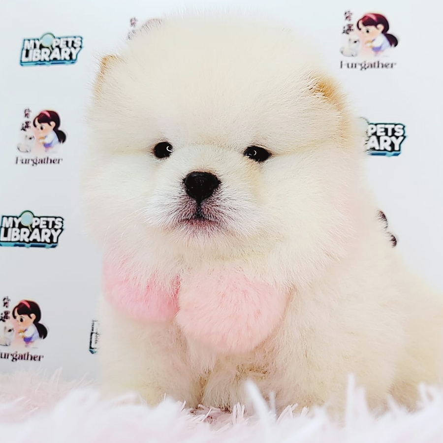 Chow Chow Puppy (Male) For Sale