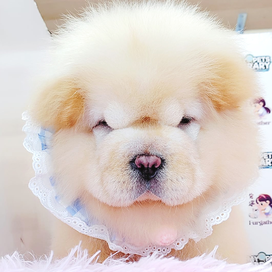 Chow Chow Puppy (Male) For Sale