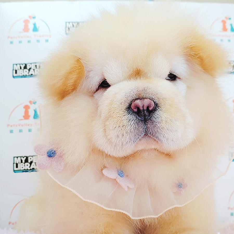 Chow Chow Puppy (Male) For Sale