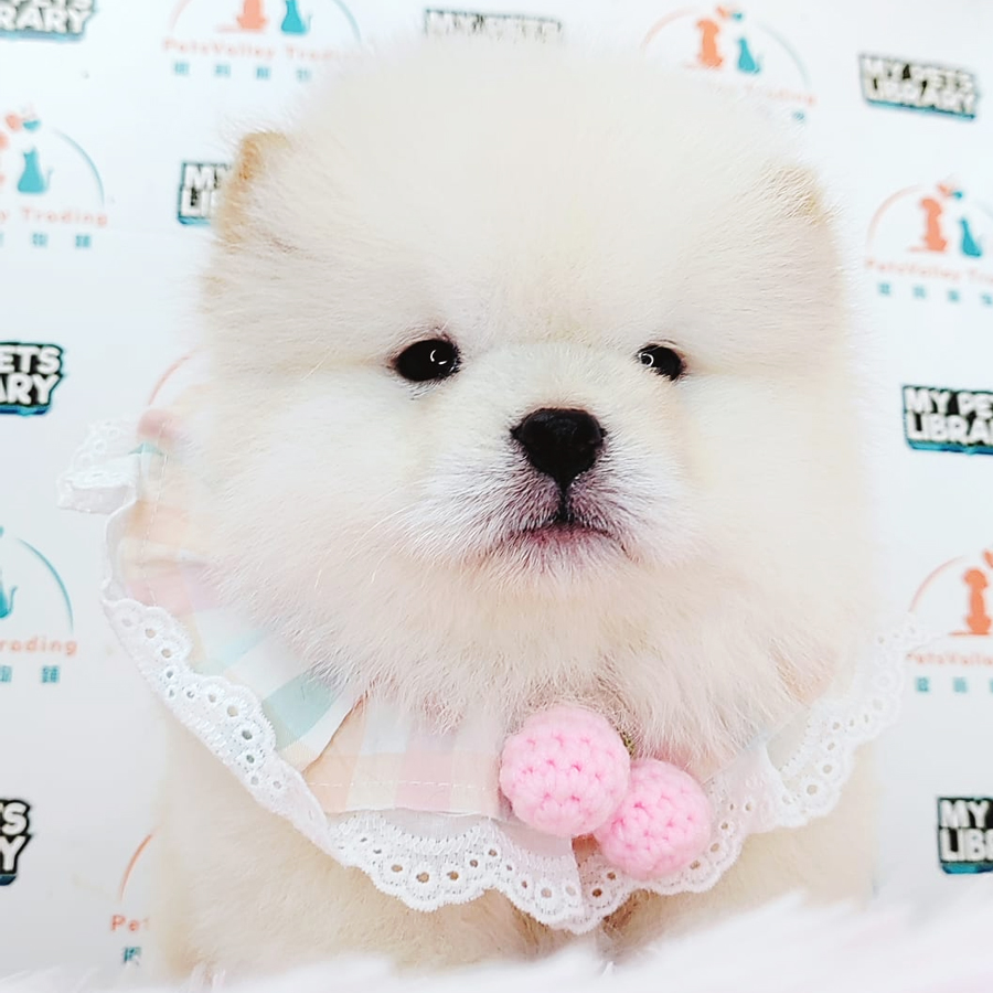 Chow Chow Puppy (Male) For Sale