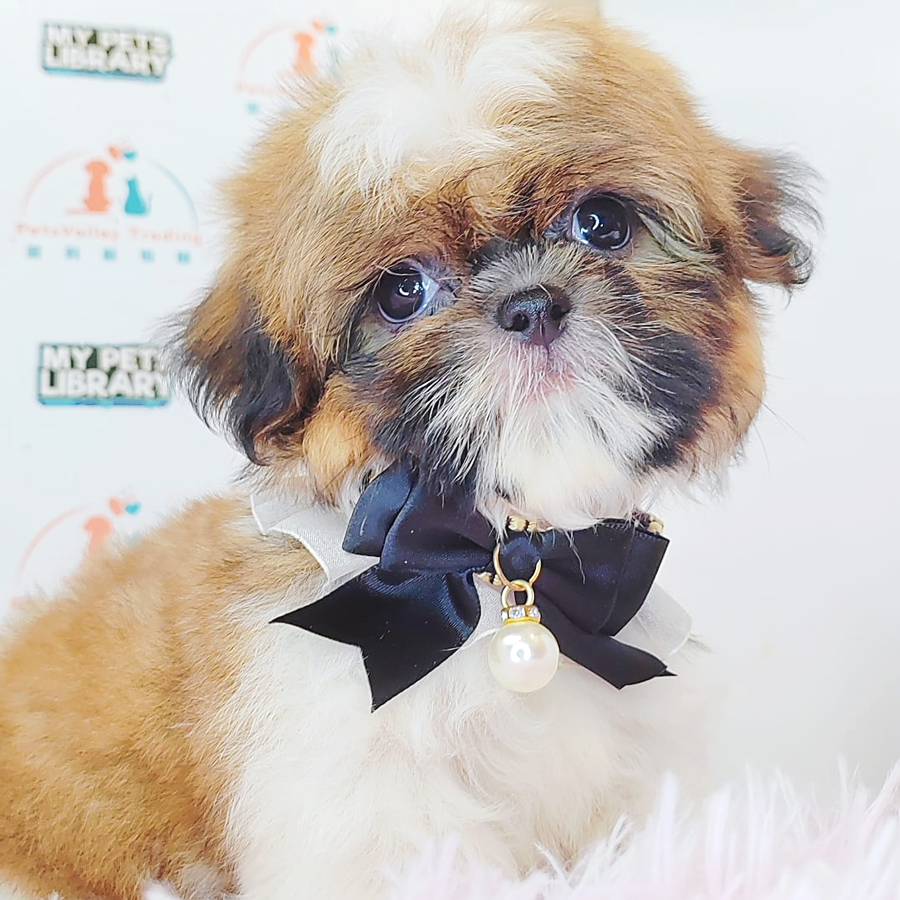 Shih Tzu Puppy (Male) For Sale