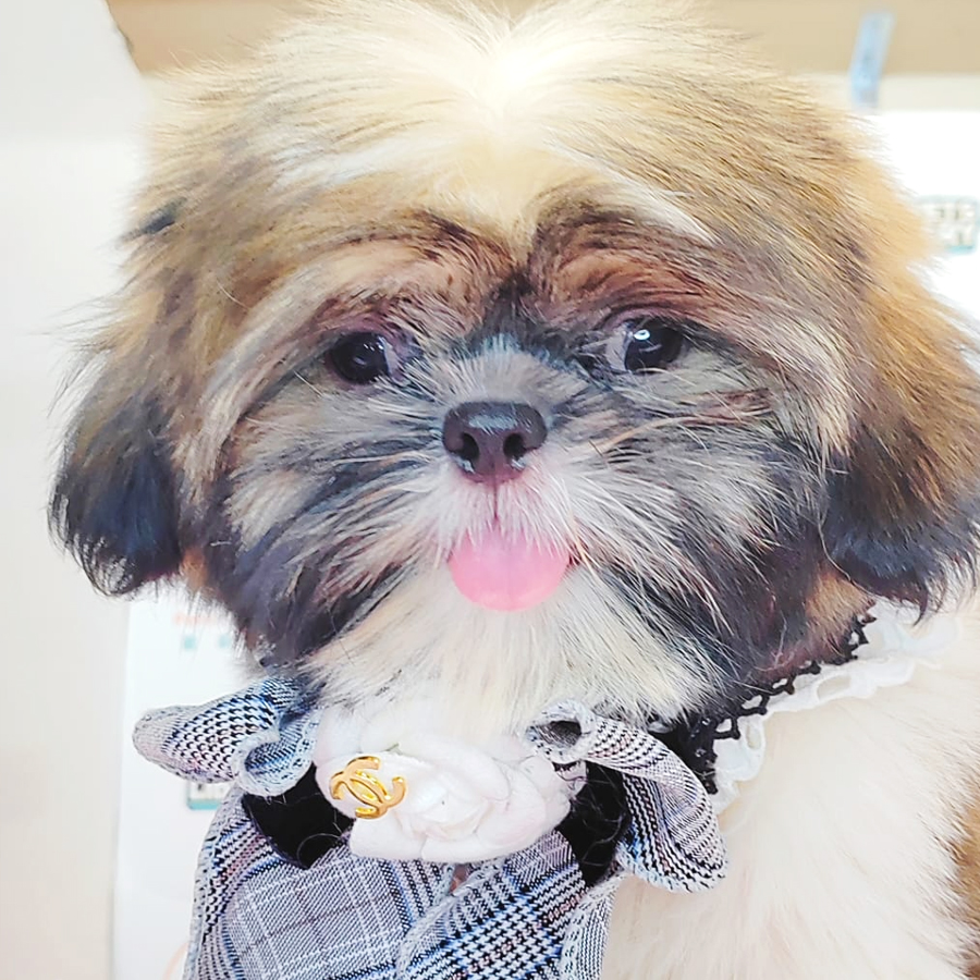 Shih Tzu Puppy (Male) For Sale