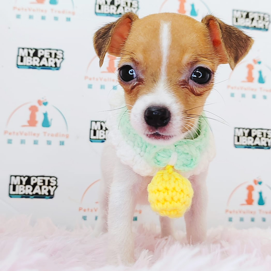 Jack Russell Puppy (Female) For Sale