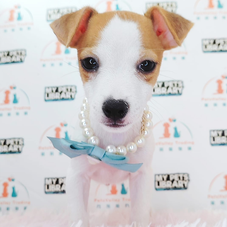 Jack Russell Puppy (Male) For Sale