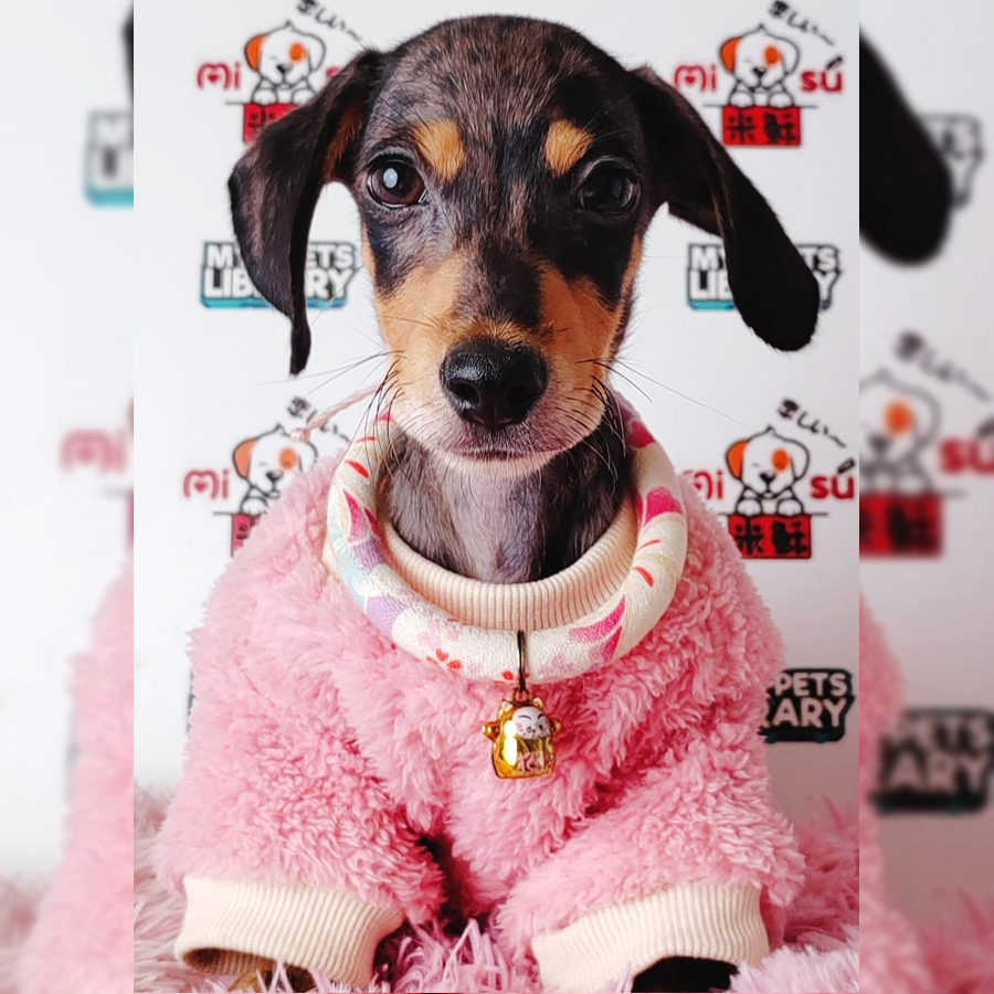 Miniature Dachshund Puppy (Male) For Sale