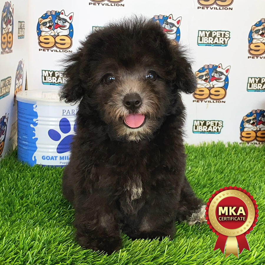MKA Toy Poodle Puppy (Female) For Sale