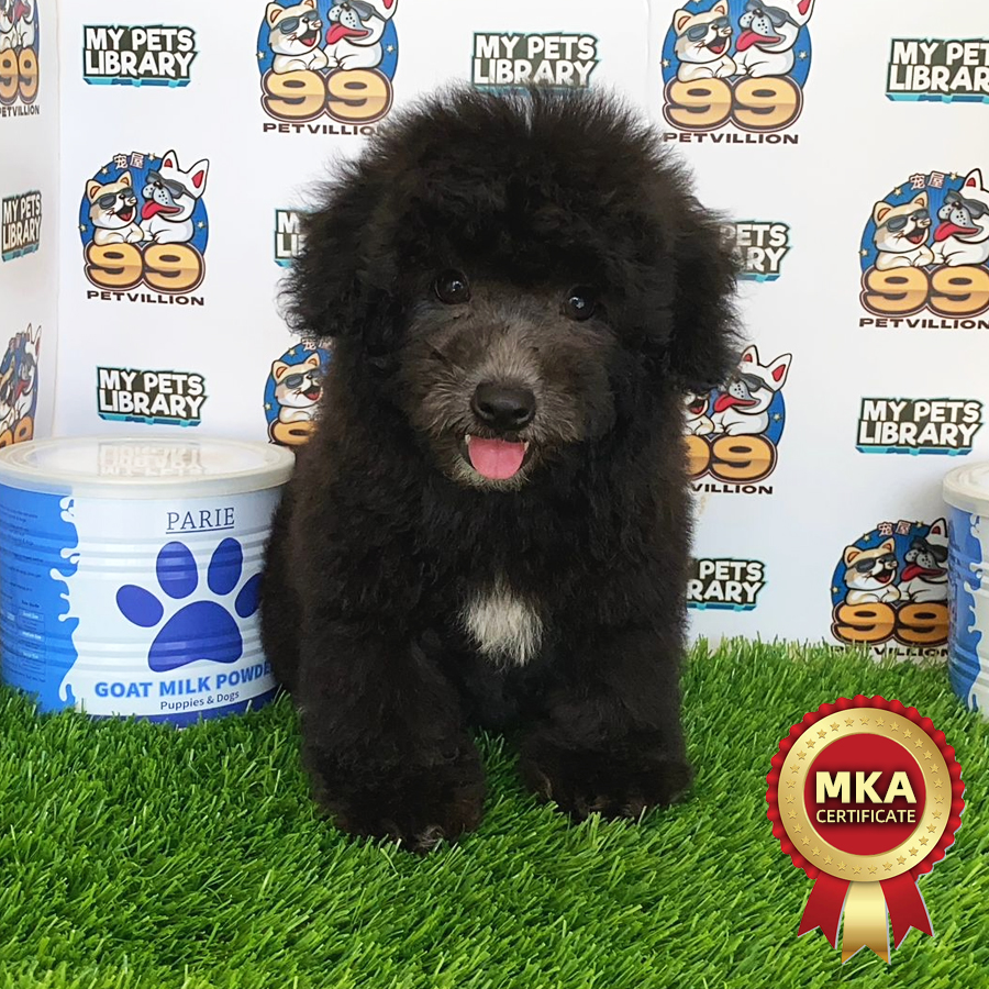 MKA Toy Poodle Puppy (Male) For Sale