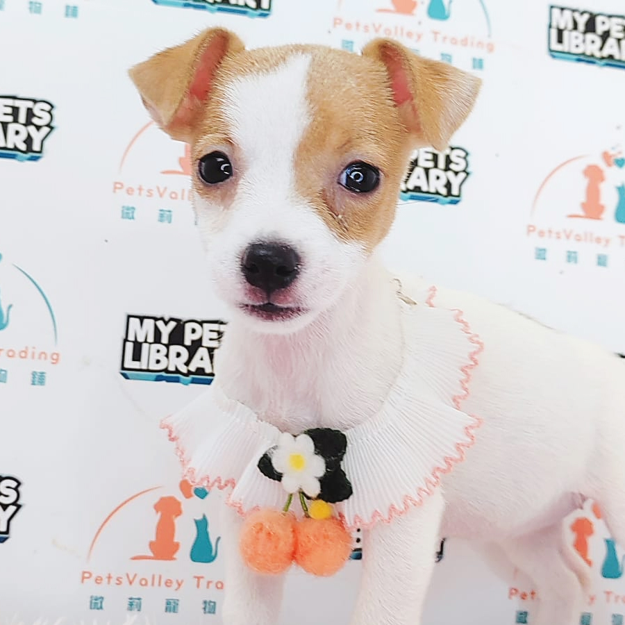 Jack Russell Puppy (Female) For Sale