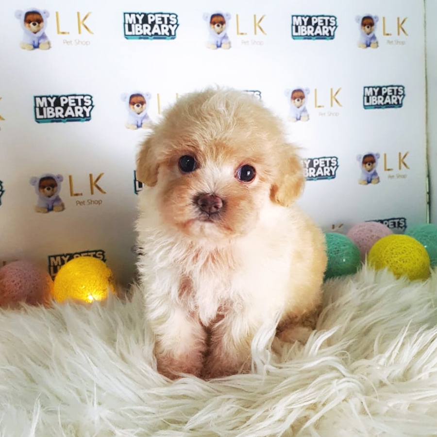 Maltipoo Puppy (Female) For Sale