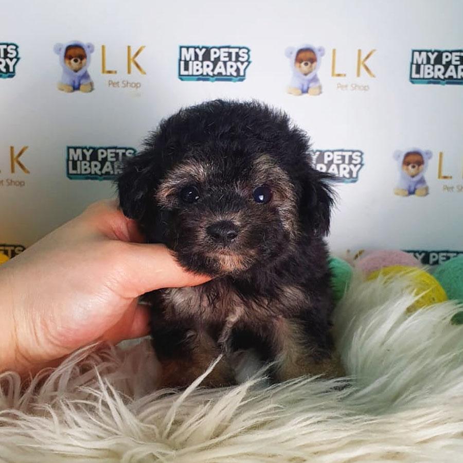 Tiny Poodle Puppy (Female) For Sale